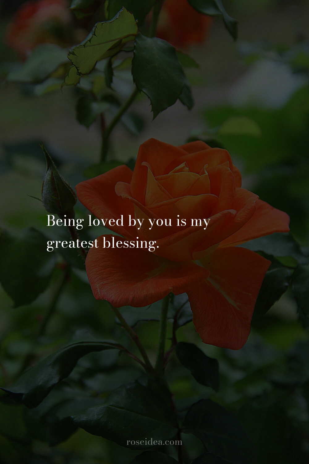 100+ Romantic Love Quotes To Melt Hearts images 45